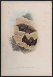 JOHN GOULD (1804 - 1881) Fawn-coloured Bat - Rhinolophus Cervinus hand-coloured lithograph from "The Mammals of Australia", 1851, 56 x 38cm (sheet size); with explanatory page.