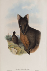 JOHN GOULD (1804 - 1881) Tasmanian Wallaby - Halmaturus Billardieri hand-coloured lithograph from "The Mammals of Australia", 1851, 50 x 34cm (visible size);