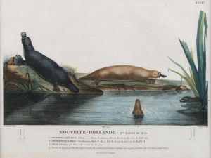 CHARLES ALEXANDRE LESUEUER (1778 - 1846), Nouvelle Hollande; N'elle Galles du Sud. Ornithorinque Brun. Ornithorinque Roux. hand-coloured copper engraving from 'Voyage de Decouvertes aux Terres Australes', 1807, 20 x 26cm.