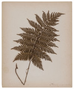 AUSTRALIAN & NEW ZEALAND FERNS: A folio containing 28 leaves, each with a specimen attached; all annotated in manuscript at lower right; circa 1890s.