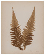 AUSTRALIAN & NEW ZEALAND FERNS: A folio containing 28 leaves, each with a specimen attached; all annotated in manuscript at lower right; circa 1890s. - 2