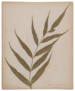 AUSTRALIAN & NEW ZEALAND FERNS: A folio containing 28 leaves, each with a specimen attached; all annotated in manuscript at lower right; circa 1890s. - 3