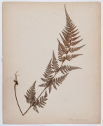 AUSTRALIAN & NEW ZEALAND FERNS: A folio containing 28 leaves, each with a specimen attached; all annotated in manuscript at lower right; circa 1890s. - 4