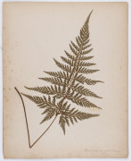 AUSTRALIAN & NEW ZEALAND FERNS: A folio containing 28 leaves, each with a specimen attached; all annotated in manuscript at lower right; circa 1890s. - 5