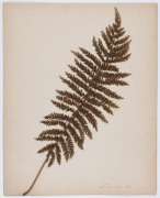 AUSTRALIAN & NEW ZEALAND FERNS: A folio containing 28 leaves, each with a specimen attached; all annotated in manuscript at lower right; circa 1890s. - 6