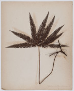 AUSTRALIAN & NEW ZEALAND FERNS: A folio containing 28 leaves, each with a specimen attached; all annotated in manuscript at lower right; circa 1890s. - 7