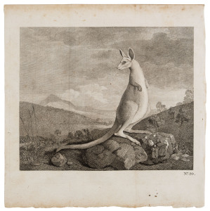 Engraved by WILLIAM BYRNE after a painting by GEORGE STUBBS, An animal found on the coast of New Holland, called Kanguroo [kangaroo] (untitled), overall 28.5 x 28cm.