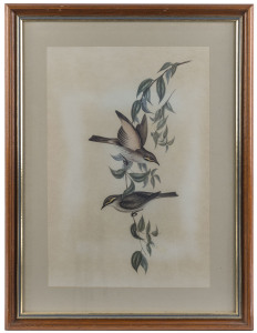 JOHN GOULD (1804-1881), I.) PTILOTIS CHRYSOPS (Yellow-Faced Honey-eater), II.) MYZANTHA OBSCURA (Sombre Honey-eater), hand-coloured lithographs, 44 x 30cm