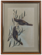 JOHN GOULD (1804-1881), I.) PTILOTIS CHRYSOPS (Yellow-Faced Honey-eater), II.) MYZANTHA OBSCURA (Sombre Honey-eater), hand-coloured lithographs, 44 x 30cm - 2