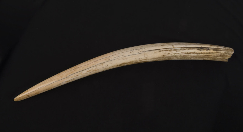 An antique walrus tusk, 19th century, 55cm long