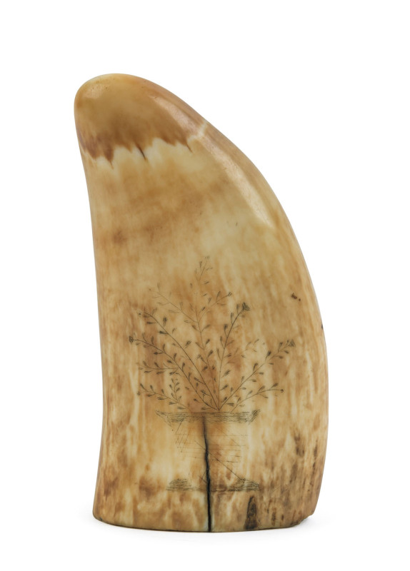 A scrimshaw whale's tooth engraved with a tree, ​10cm high
