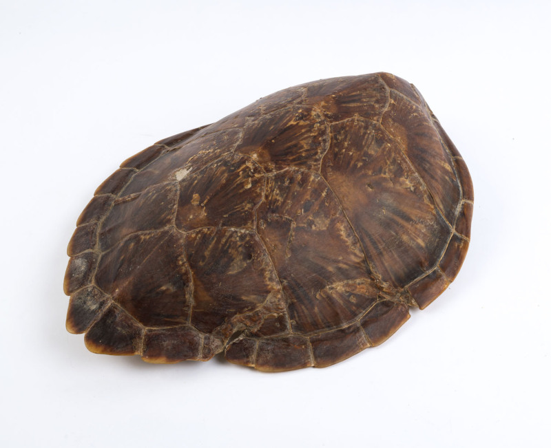 An antique sea turtle shell, 19th/20th century, ​51cm long