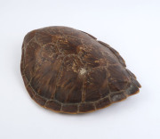 An antique sea turtle shell, 19th/20th century, ​51cm long - 2