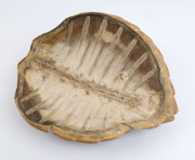 An antique sea turtle shell, 19th/20th century, ​51cm long - 3