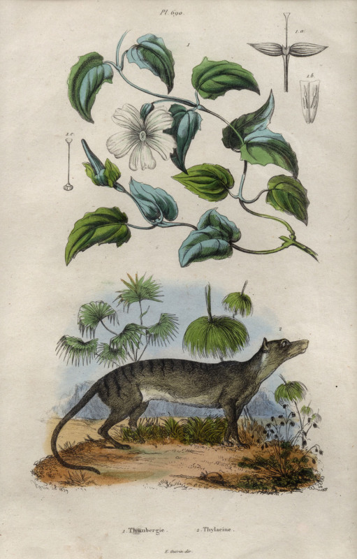 PIERRE AMEDEE VARIN (1818-1883), 1. Thunbergie 2. Thylacine, (1839), hand-coloured engraving, signed and titled in plate in the lower margin, antique birds eye maple frame, 26 x 17cm, 56 x 46cm overall