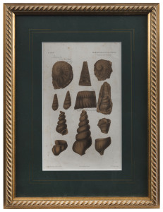 Three lithographic plates from The Palaeontology of Victoria by Professor Frederick McCoy [1877], individually framed & glazed, each 41 x 31cm overall. (3).