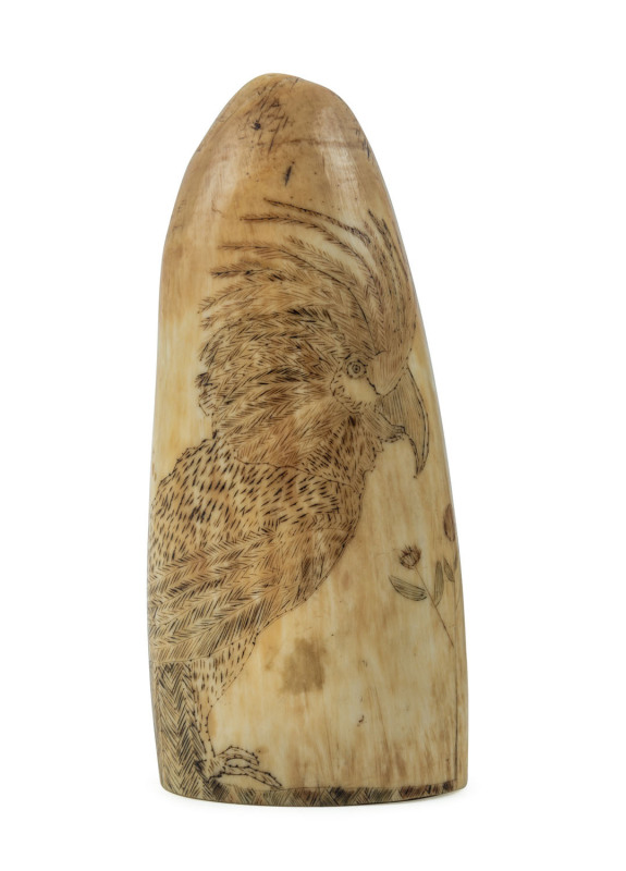 A scrimshaw whale's tooth with palm cockatoo and female portrait on reverse, Queensland origin, ​12 cm high