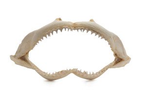 Bull shark jaw (Carcharhinus leucas), 20th century, ​37cm wide