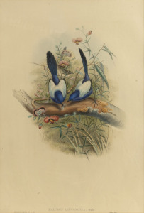 JOHN GOULD (1804 - 1881), I.) Malurus Leuconotus (White backed Superb Warbler), II.) Malurus Hypoleucus (Fawn-breasted Superb Warbler), hand-coloured lithographs, 55 x 37cm (sheet size); with explanatory pages.