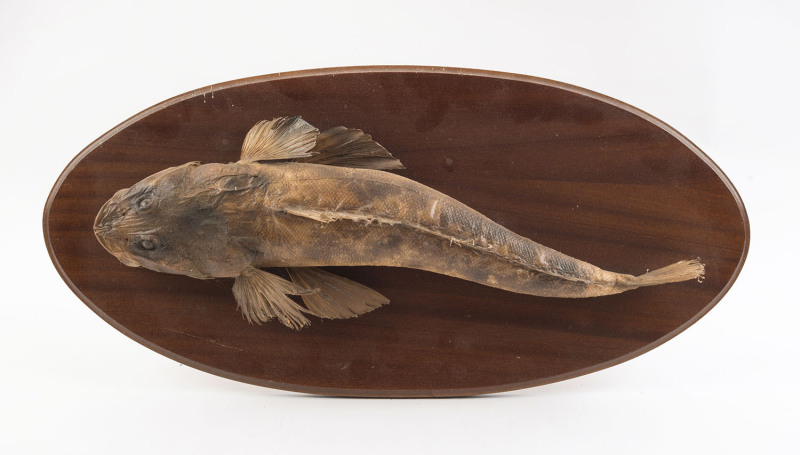 A taxidermied flathead fish mounted on oval board, 20th century, the fish 57cm long