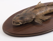 A taxidermied flathead fish mounted on oval board, 20th century, the fish 57cm long - 2
