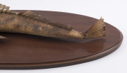 A taxidermied flathead fish mounted on oval board, 20th century, the fish 57cm long - 3
