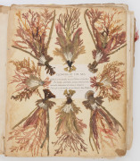 SEAWEED: An old-time album into which numerous annotated examples of seaweeds have been displayed. Nearly every example is dated and located, with examples including Lough Foyle, Ireland 1848, Lough Swilly, Ireland 1853, Moville, Ireland 1854, Cape of Goo - 5