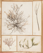 SEAWEED: An old-time album into which numerous annotated examples of seaweeds have been displayed. Nearly every example is dated and located, with examples including Lough Foyle, Ireland 1848, Lough Swilly, Ireland 1853, Moville, Ireland 1854, Cape of Goo - 6