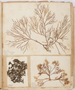 SEAWEED: An old-time album into which numerous annotated examples of seaweeds have been displayed. Nearly every example is dated and located, with examples including Lough Foyle, Ireland 1848, Lough Swilly, Ireland 1853, Moville, Ireland 1854, Cape of Goo - 7