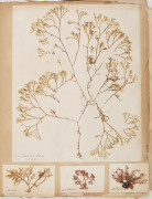 SEAWEED: An old-time album into which numerous annotated examples of seaweeds have been displayed. Nearly every example is dated and located, with examples including Lough Foyle, Ireland 1848, Lough Swilly, Ireland 1853, Moville, Ireland 1854, Cape of Goo - 8