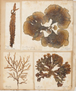 SEAWEED: An old-time album into which numerous annotated examples of seaweeds have been displayed. Nearly every example is dated and located, with examples including Lough Foyle, Ireland 1848, Lough Swilly, Ireland 1853, Moville, Ireland 1854, Cape of Goo - 9