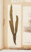 SEAWEED: An old-time album into which numerous annotated examples of seaweeds have been displayed. Nearly every example is dated and located, with examples including Lough Foyle, Ireland 1848, Lough Swilly, Ireland 1853, Moville, Ireland 1854, Cape of Goo - 10
