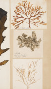 SEAWEED: An old-time album into which numerous annotated examples of seaweeds have been displayed. Nearly every example is dated and located, with examples including Lough Foyle, Ireland 1848, Lough Swilly, Ireland 1853, Moville, Ireland 1854, Cape of Goo - 11