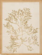 SEAWEED: An old-time album into which numerous annotated examples of seaweeds have been displayed. Nearly every example is dated and located, with examples including Lough Foyle, Ireland 1848, Lough Swilly, Ireland 1853, Moville, Ireland 1854, Cape of Goo - 12