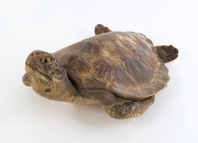 A taxidermied sea turtle, early 20th century, ​51cm long