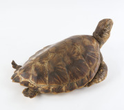 A taxidermied sea turtle, early 20th century, ​51cm long - 2