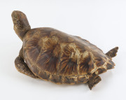 A taxidermied sea turtle, early 20th century, ​51cm long - 3