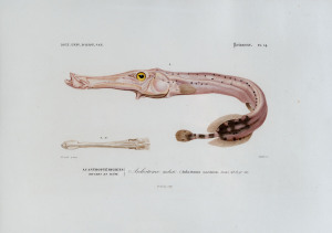 Atlantic trumpetfish, Aulostomus maculatus (Aulostoma maculatum). Hand-colored engraving by Oudet after an illustration by Frank, from Charles d'Orbigny's "Dictionnaire Universel d'Histoire Naturelle", Paris, 1849; displayed in an antique maple frame; ove