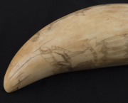 A scrimshaw whale's tooth decorated with Pacific Islander figures blowing conch horns, 17cm high - 8