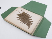 AUSTRALIAN & NEW ZEALAND FERNS: A folio containing 28 leaves, each with a specimen attached; all annotated in manuscript at lower right; circa 1890s. - 10