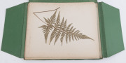 AUSTRALIAN & NEW ZEALAND FERNS: A folio containing 28 leaves, each with a specimen attached; all annotated in manuscript at lower right; circa 1890s. - 11