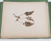 AUSTRALIAN & NEW ZEALAND FERNS: A folio containing 28 leaves, each with a specimen attached; all annotated in manuscript at lower right; circa 1890s. - 12