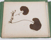 AUSTRALIAN & NEW ZEALAND FERNS: A folio containing 28 leaves, each with a specimen attached; all annotated in manuscript at lower right; circa 1890s. - 13