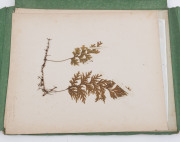 AUSTRALIAN & NEW ZEALAND FERNS: A folio containing 28 leaves, each with a specimen attached; all annotated in manuscript at lower right; circa 1890s. - 14