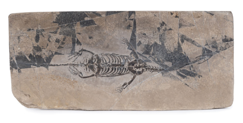 KEICHOUSAURUS marine reptile fossil, Chinese origin, Triassic period 245-235 million years old, ​30 x 14cm overall