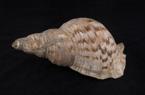 CONCH SHELL HORN, Pacific Islands, 19th century, 34cm long.  