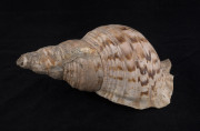 CONCH SHELL HORN, Pacific Islands, 19th century, 34cm long.  