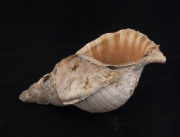 CONCH SHELL HORN, Pacific Islands, 19th century, 34cm long.   - 2