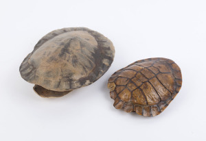 Two sea turtle shells, early 20th century, 27 x 24cm and 20 x 17cm.