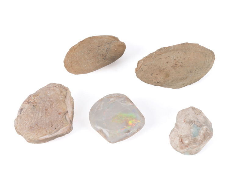 Five opal bivalve mussel fossils, Australian opal fields, Coober Pedy, ​the largest 4cm long